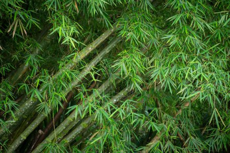 Téléchargez les photos : Beautiful view to green bamboo leaves in rainforest area, Paraty, Rio de Janeiro, Brazil - en image libre de droit