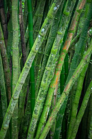 Téléchargez les photos : Beautiful view to moldy green bamboo tree trunks in rainforest area, Paraty, Rio de Janeiro, Brazil - en image libre de droit