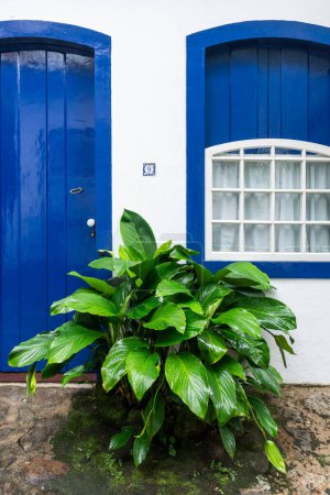 Téléchargez les photos : Belle vue sur le buisson vert humide devant la porte et la fenêtre bleues à Paraty, Rio de Janeiro, Brésil - en image libre de droit