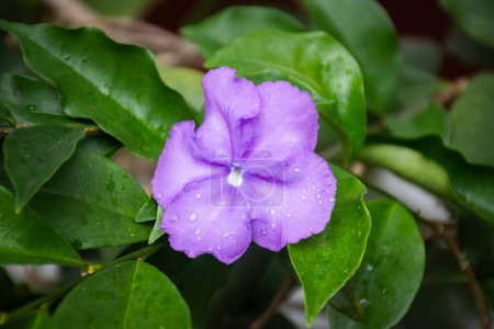 Téléchargez les photos : Beautiful view to wet purple flower with raindrops in green rainforest area, Paraty, Rio de Janeiro, Brazil - en image libre de droit