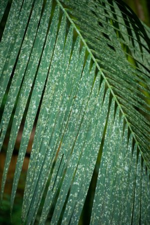 Photo for Beautiful view to moldy green palm tree leaf in rainforest area, Paraty, Rio de Janeiro, Brazil - Royalty Free Image