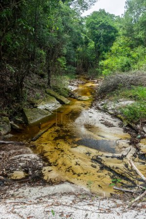 Foto de Beautiful view to small stream in green Amazon Rainforest, Amazonas State, Brazil - Imagen libre de derechos