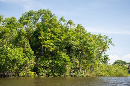 Téléchargez les photos : Beautiful view to green riverside vegetation in Preguias River, near Barreirinhas, Maranho, Brazil. - en image libre de droit