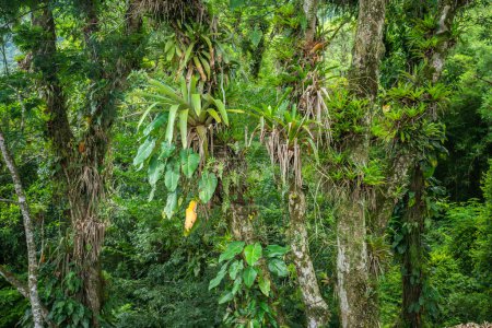 Foto de Hermosa vista a bromelias en árboles verdes en el paisaje atlántico de la selva tropical, Serra da Graciosa, Paran, Brasil. - Imagen libre de derechos