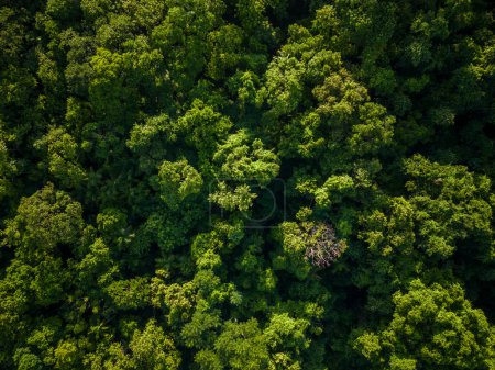 Photo for Beautiful aerial view to green rainforest jungle in Guaraqueaba area, Paran, Brazil. - Royalty Free Image