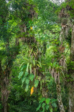 Photo for Beautiful view to bromeliads on green trees in atlantic rainforest landscape, Serra da Graciosa, Paran, Brazil. - Royalty Free Image