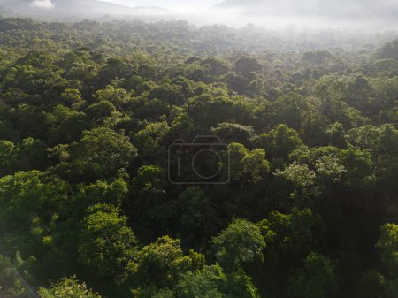 Téléchargez les photos : Belle vue aérienne sur la jungle verte de la forêt tropicale dans la région de Guaraqueaba, Paran, Brésil. - en image libre de droit