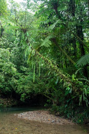 Téléchargez les photos : Belle vue sur le vert arbre de samambaia atlantique dans la rivière Salto Morato, Paran, Brésil. - en image libre de droit