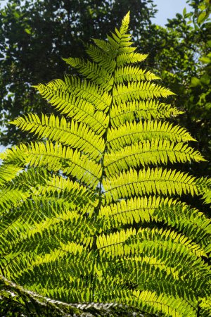Téléchargez les photos : Belle vue sur les détails des feuilles de samambaia vertes avec contre-jour dans la région de la forêt tropicale atlantique, Salto Morato, Paran, Brésil. - en image libre de droit