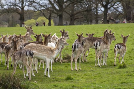 Téléchargez les photos : Belle vue sur le groupe de cerfs sauvages dans le vert Richmond Park, Londres, Angleterre, Royaume-Uni - en image libre de droit