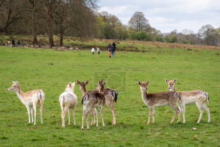 Photo for Beautiful view to group of wild deers in green Richmond Park, London, England, UK - Royalty Free Image