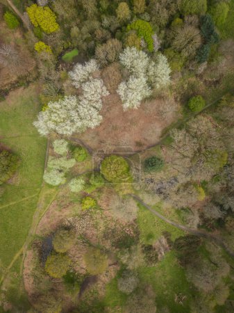 Photo for Beautiful aerial view to green area with trees in Richmond Park, London, UK - Royalty Free Image