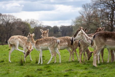 Téléchargez les photos : Belle vue sur le groupe de cerfs sauvages dans le vert Richmond Park, Londres, Angleterre, Royaume-Uni - en image libre de droit