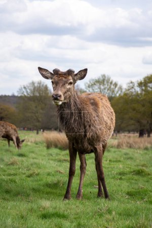 Téléchargez les photos : Belle vue sur cerf sauvage dans le vert Richmond Park, Londres, Angleterre, Royaume-Uni - en image libre de droit