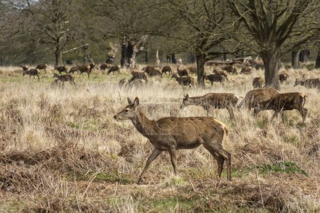 Foto de Hermosa vista al grupo de ciervos salvajes en el verde Richmond Park, Londres, Inglaterra, Reino Unido - Imagen libre de derechos