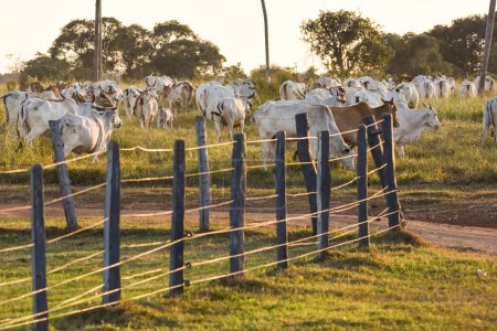 Téléchargez les photos : Beautiful view to cattle on open fields in the Brazilian Miranda Pantanal, Mato Grosso do Sul, Brazil - en image libre de droit