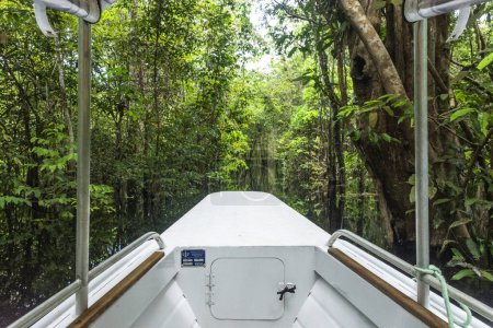 Téléchargez les photos : Beautiful view to green rainforest flooded trees in the Brazilian Amazon, Amazonas, Brazil - en image libre de droit