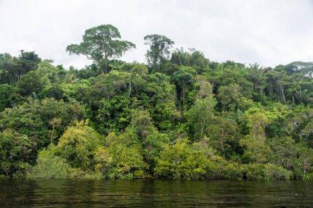 Beautiful view to green rainforest flooded trees in the Brazilian Amazon, Amazonas, Brazil