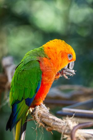 Photo for Beautiful colorful tropical parrot in Parque das Aves (Birds Park), Paran,Brazil - Royalty Free Image