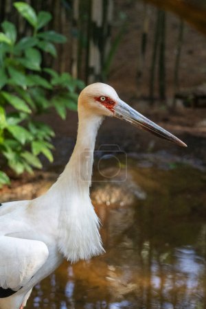 Téléchargez les photos : Piping-Guan à front noir à Parque das Aves (Birds Park), Foz do Iguau, Paran, Brésil - en image libre de droit
