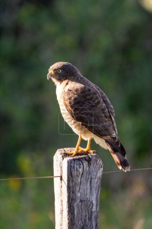 Photo for Beautiful view to Roadside Hawk bird in the Miranda Pantanal, Mato Grosso do Sul, Brazil - Royalty Free Image