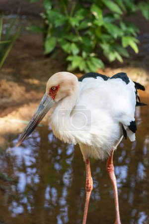 Téléchargez les photos : Piping-Guan à front noir à Parque das Aves (Birds Park), Foz do Iguau, Paran, Brésil - en image libre de droit