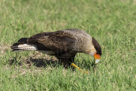 Photo for Beautiful view to Crested Caracara on the ground in green grass vegetation in the Miranda Pantanal, Mato Grosso do Sul, Brazil - Royalty Free Image