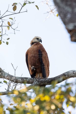 Foto de Hermosa vista al halcón de cuello negro en el Miranda Pantanal, Mato Grosso do Sul, Brasil - Imagen libre de derechos