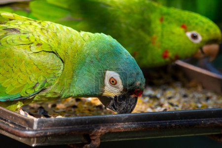Foto de Hermosos loros tropicales coloridos en Parque das Aves (Parque de Aves), Paran, Brasil - Imagen libre de derechos