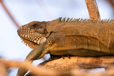 Téléchargez les photos : Belle vue sur Iguana lizzard au bord de la rivière Pixaim dans le Pantanal de Pocon, État du Mato Grosso, Brésil - en image libre de droit