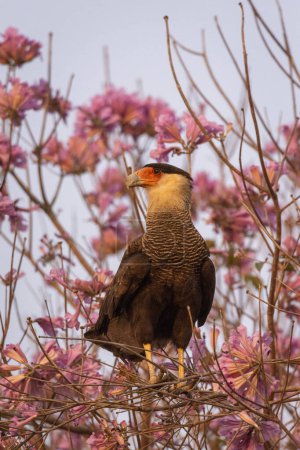 Photo for View to Crested Caracara  on pink flowered tree branch by Pixaim River, Pantanal of Pocon, Mato Grosso State, Brazil - Royalty Free Image