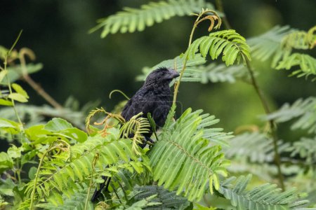Téléchargez les photos : Vue de l'Ani à bec lisse (Crotophaga ani) sur une branche d'arbre vert dans la forêt amazonienne brésilienne, État du Mato Grosso, Brésil - en image libre de droit