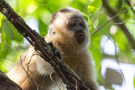 Foto de Hermosa vista al mono capuchino en ramas de árbol verde en el Pantanal de Pocon, estado de Mato Grosso, Brasil - Imagen libre de derechos