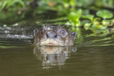 Foto de Vista a la nutria gigante nadando en el río Pixaim, Pantanal de Pocon, estado de Mato Grosso, Brasil - Imagen libre de derechos