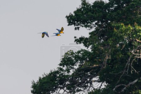 Foto de Hermosa vista al grupo de guacamayos volando sobre la selva amazónica cerca de Nova Bandeirantes, estado de Mato Grosso, Brasil - Imagen libre de derechos