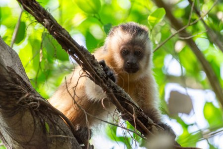 Foto de Hermosa vista al mono capuchino en ramas de árbol verde en el Pantanal de Pocon, estado de Mato Grosso, Brasil - Imagen libre de derechos