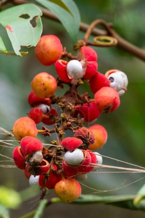 Foto de Vista a las frutas de colores rojos en la selva amazónica verde, estado de Mato Grosso, Brasil - Imagen libre de derechos