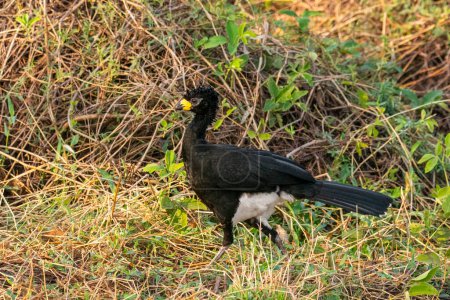 Photo for Beautiful view to male Bare-faced Curassow (Crax fasciolata) by Pixaim River side in Pantanal of Pocon,Mato Grosso State, Brazil - Royalty Free Image