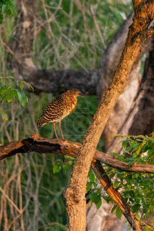 Téléchargez les photos : Beau Tigre Héron Rufescent oiseau sur branche d'arbre dans le Pantanal Brésilien de Miranda, Mato Grosso do Sul State, Brésil - en image libre de droit