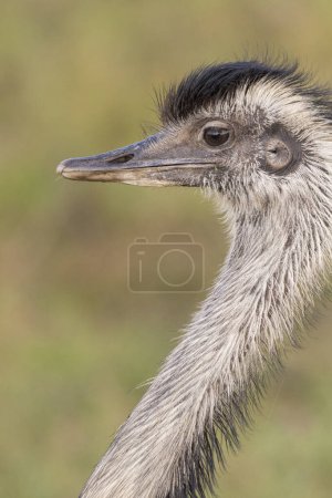 Photo for American Rhea in the fields of the Brazilian Pantanal of Miranda, Mato Grosso do Sul State, Brazil - Royalty Free Image
