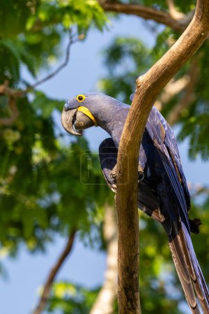 Photo for Hyacinth Macaw on tree branch in the Brazilian Pantanal of Miranda, Mato Grosso do Sul State, Brazil - Royalty Free Image