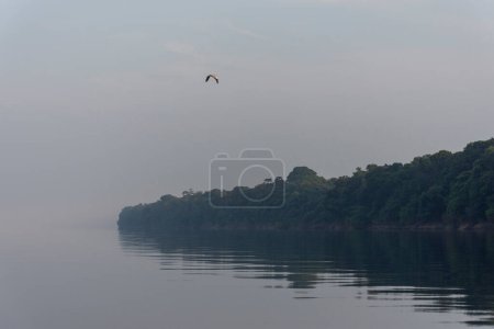 Photo for Beautiful view to green amazon rainforest and reflections on the water in Anavilhanas Archipelago, Negro River, Amazonas, Brazil - Royalty Free Image
