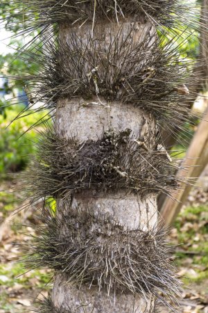 Foto de Vista al tronco de palmera lleno de espinas en la selva amazónica verde, RDS Rio Negro, Amazonas, Brasil - Imagen libre de derechos