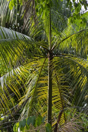 Foto de Vista a la palmera de Aai en la selva amazónica, RDS Rio Negro, Amazonas, Brasil - Imagen libre de derechos