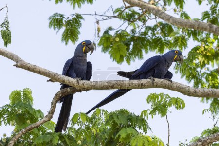 Téléchargez les photos : Couple d'aras jacinthes sur branche d'arbre dans le Pantanal brésilien de Miranda, État du Mato Grosso do Sul, Brésil - en image libre de droit