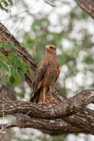 Téléchargez les photos : Savanna Hawk sur la branche d'arbre dans le Pantanal brésilien de Miranda, Mato Grosso do Sul State, Brésil - en image libre de droit
