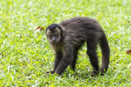Photo for Capuchin monkey on green grass ground in the Botanical Garden of Rio de Janeiro, Brazil - Royalty Free Image