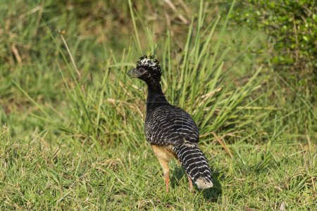 Téléchargez les photos : Bel oiseau Curassow au sol dans le Pantanal brésilien de Miranda, État du Mato Grosso do Sul, Brésil - en image libre de droit