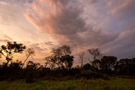 Téléchargez les photos : Belle vue sur le coucher du soleil dans le Pantanal brésilien de Miranda, État du Mato Grosso do Sul, Brésil - en image libre de droit