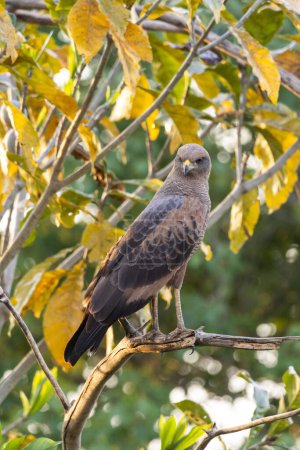 Photo for Savanna Hawk on tree branch in the Brazilian Pantanal of Miranda, Mato Grosso do Sul State, Brazil - Royalty Free Image